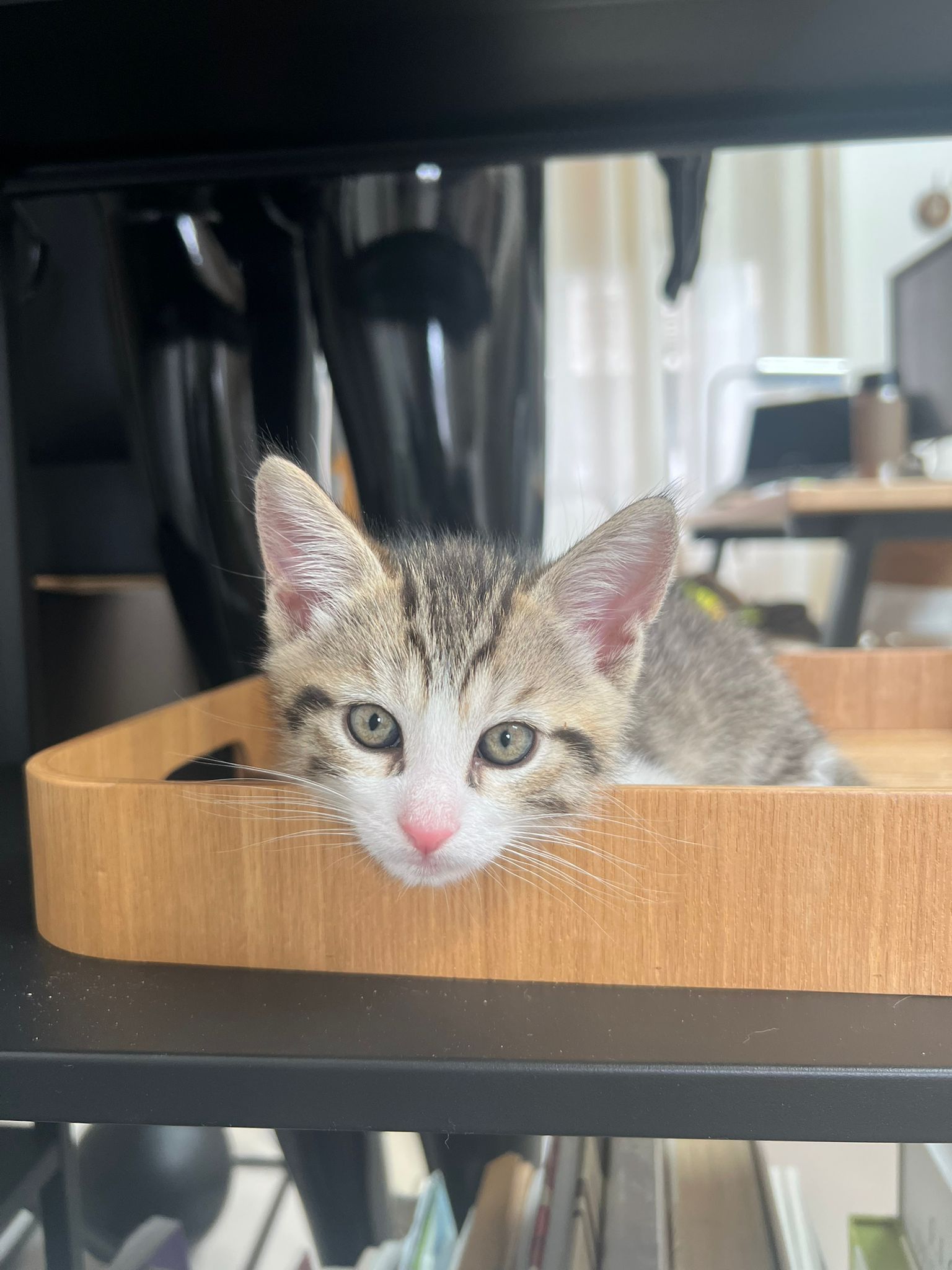 Neko : chaton mâle, 2 mois et demi, IDF