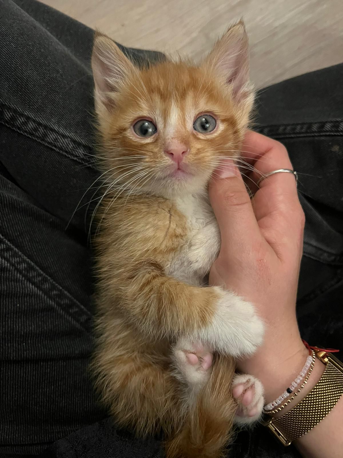 Aslan : chaton mâle, 2 mois et demi, IDF