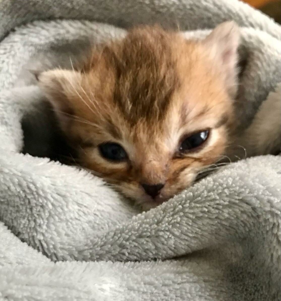Milky : chaton mâle, 3 mois, IDF