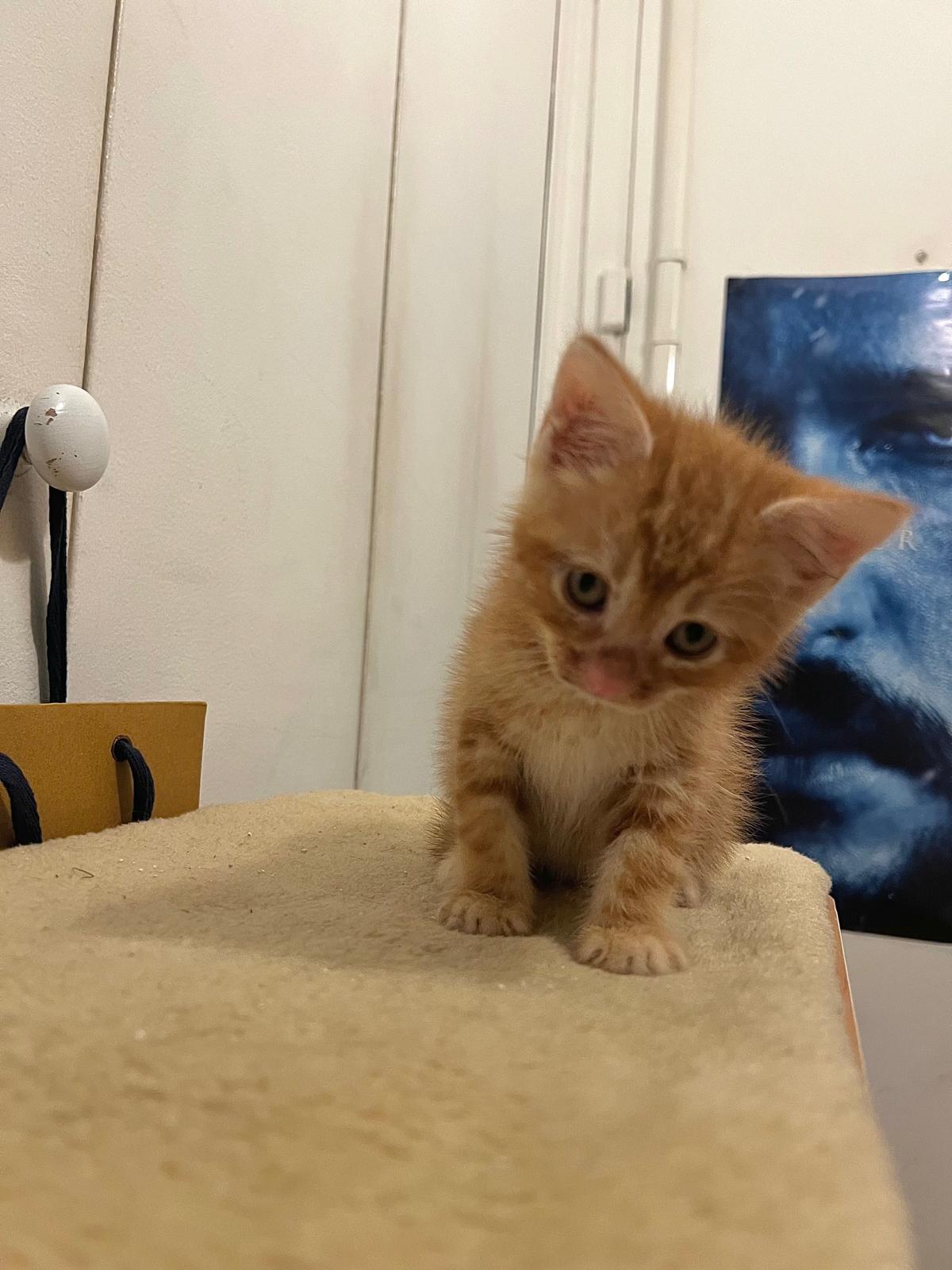 Anatole : chaton mâle, 2 mois et demi, IDF