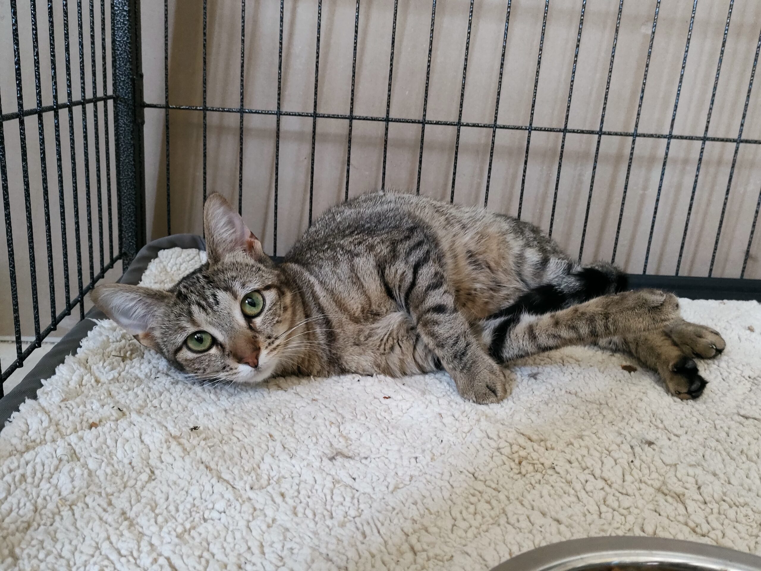 Louise : chat femelle, 1 an, IDF
