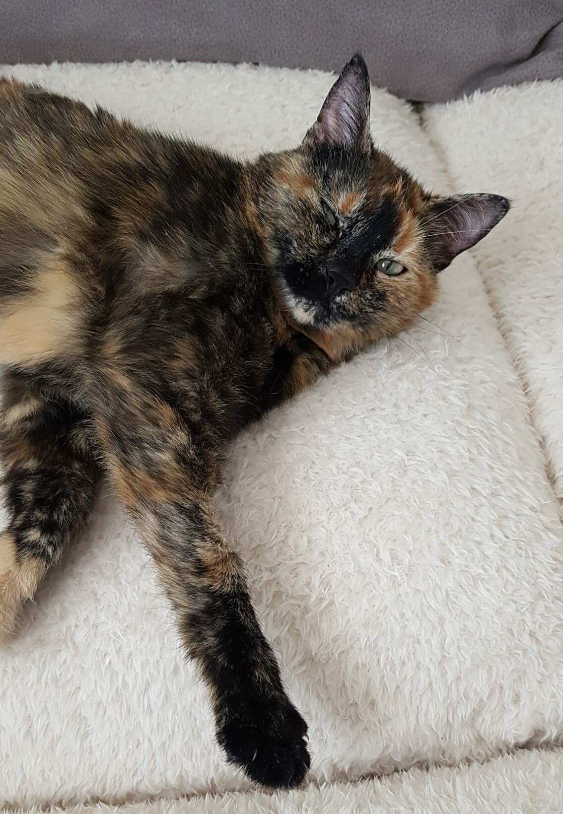 Caramel : chat femelle, 4 ans, IDF