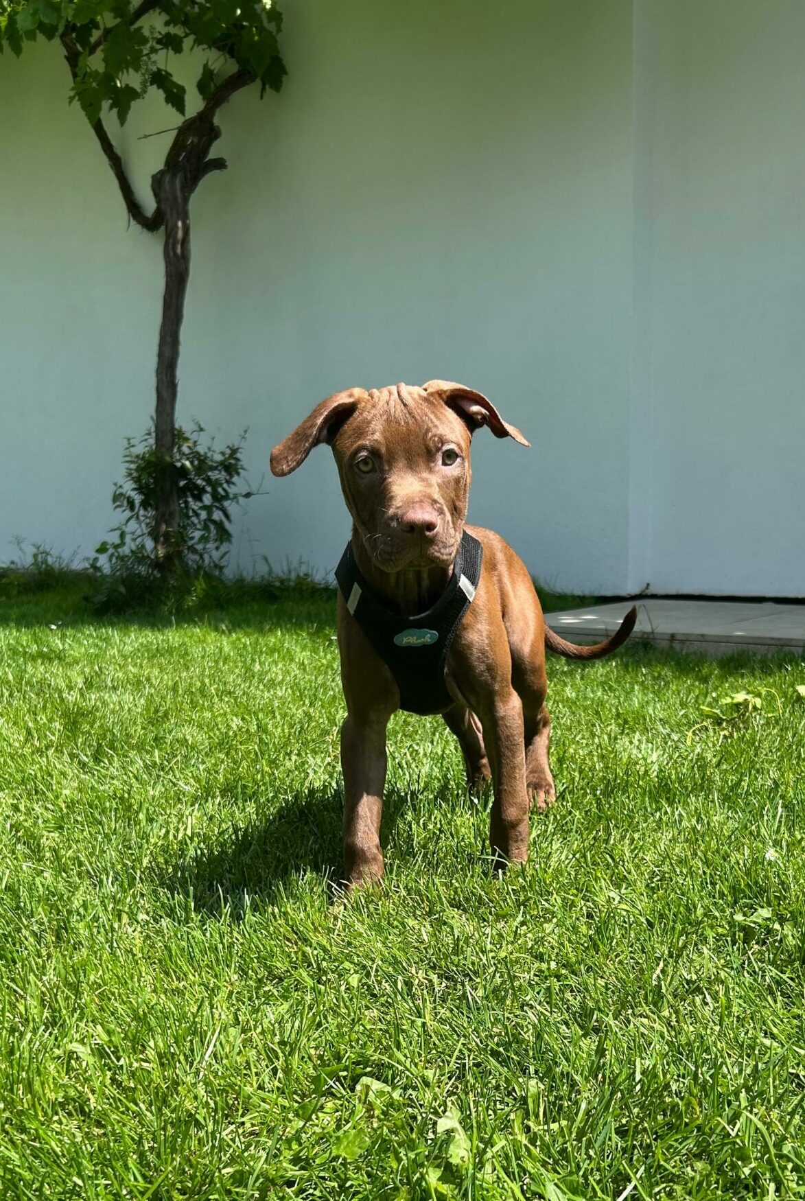 Titou : chiot de 3 mois et demi, IDF