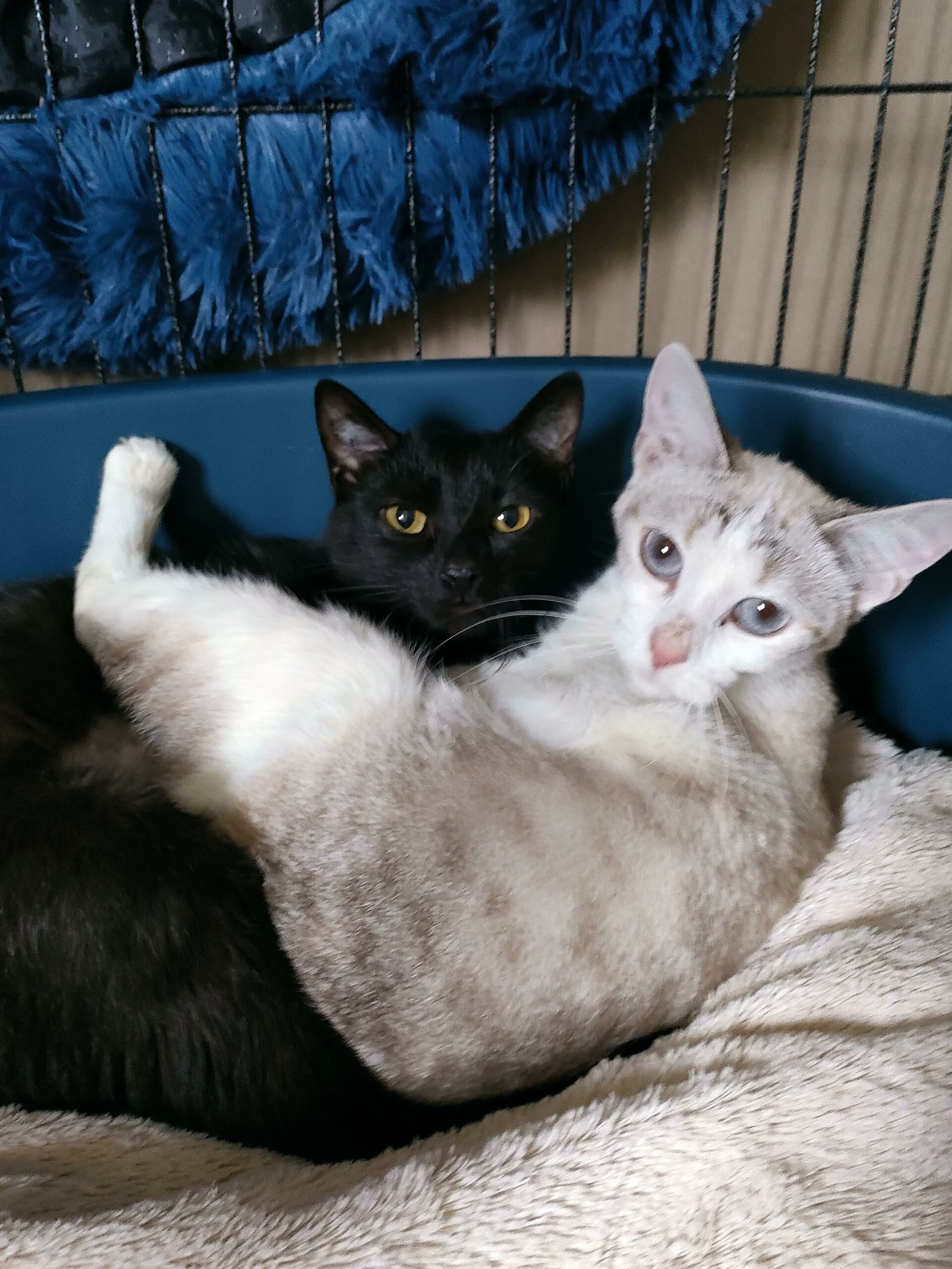 Thelma et Lune : chats femelles, 1 an, IDF