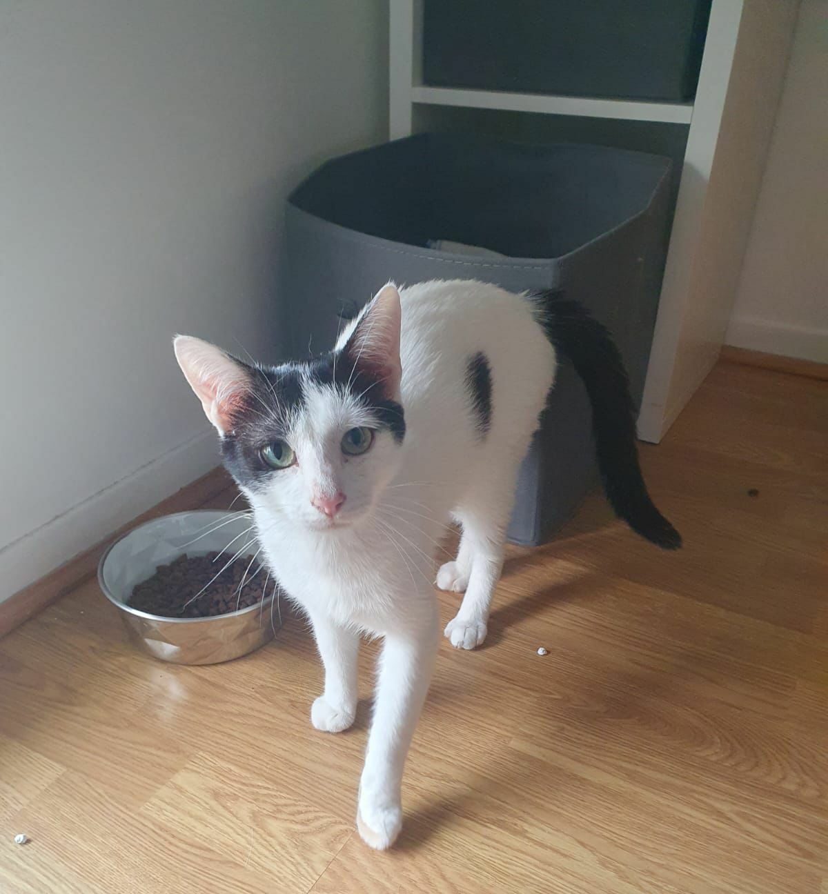 Filou : chat mâle, 1 an, IDF