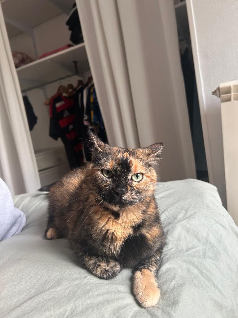 Caramel : chat femelle, 4 ans, IDF