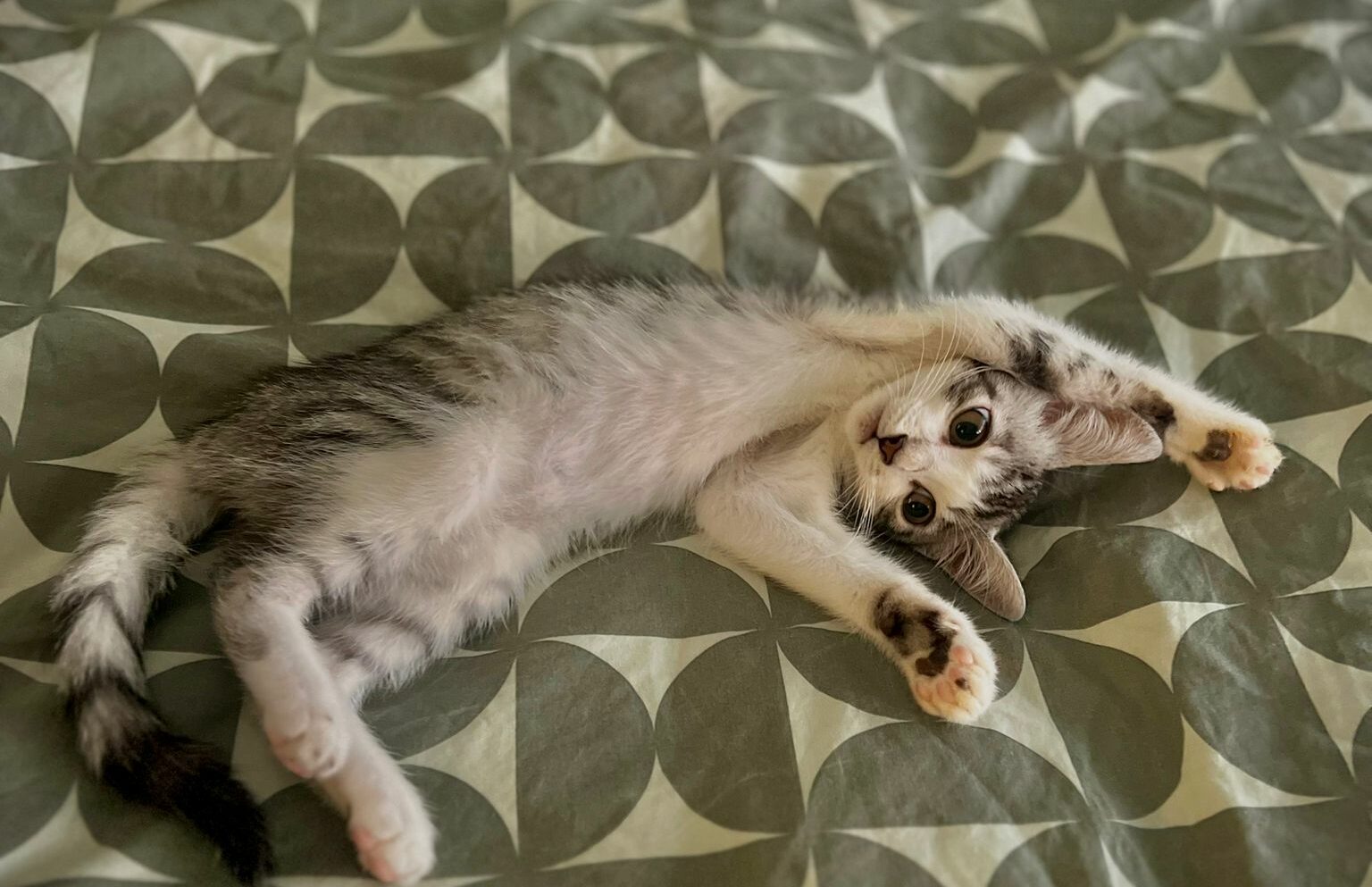 Livia : chaton femelle, 3 mois, IDF