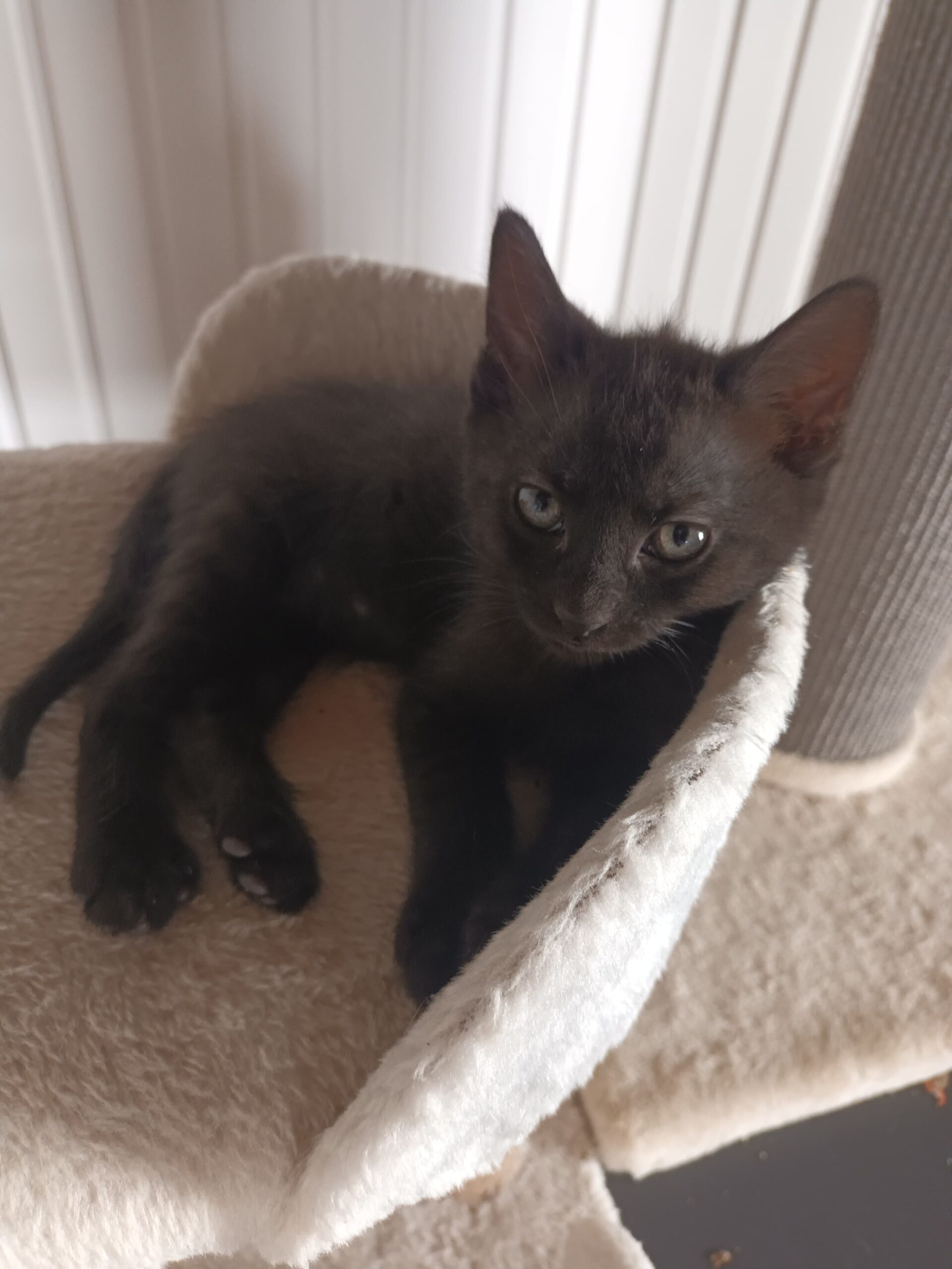 Sirius : chaton mâle de 2 mois – Montauban (82)