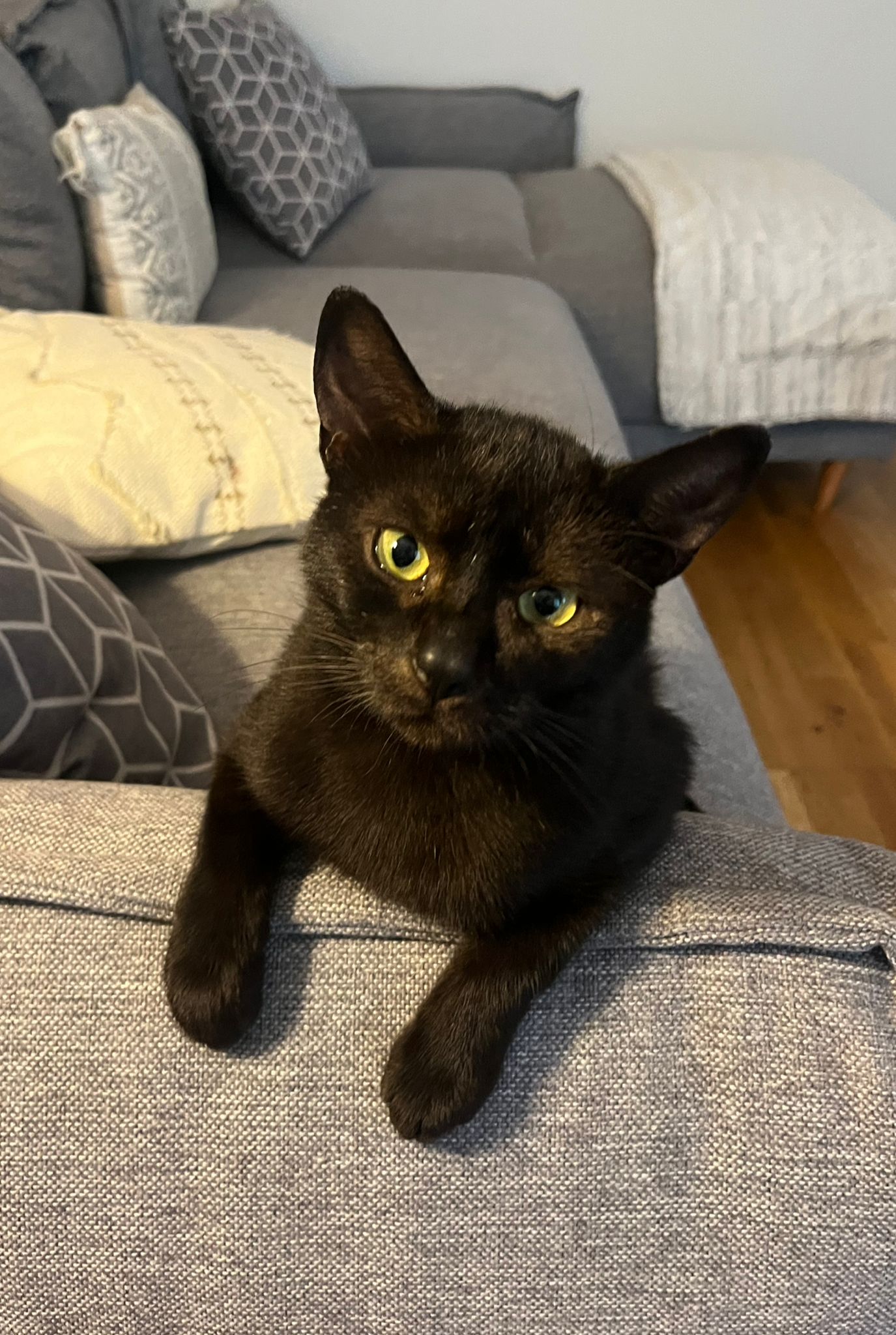 Norbert : chat mâle de 2 ans, IDF