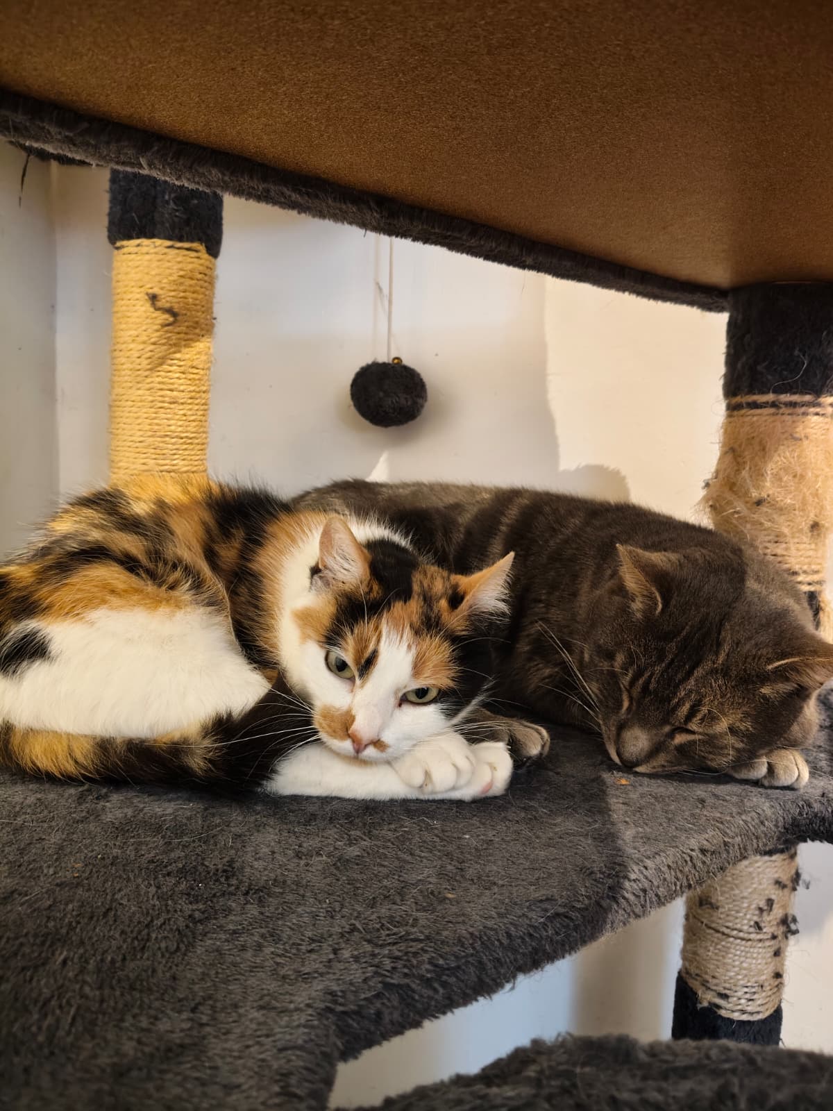 Notre belle Aioli se repose avec son copain ! 